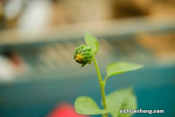 重瓣向日葵 向日葵是什么植物