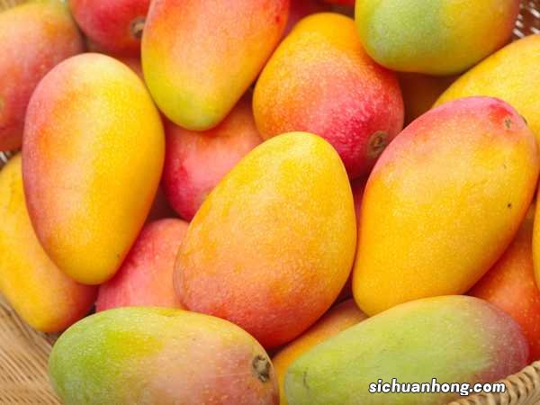 盆栽芒果种植方法