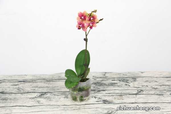 蝴蝶兰繁殖有哪些方法，繁殖方式