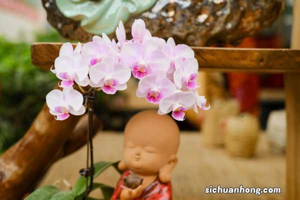 蝴蝶兰繁殖有哪些方法，繁殖方式