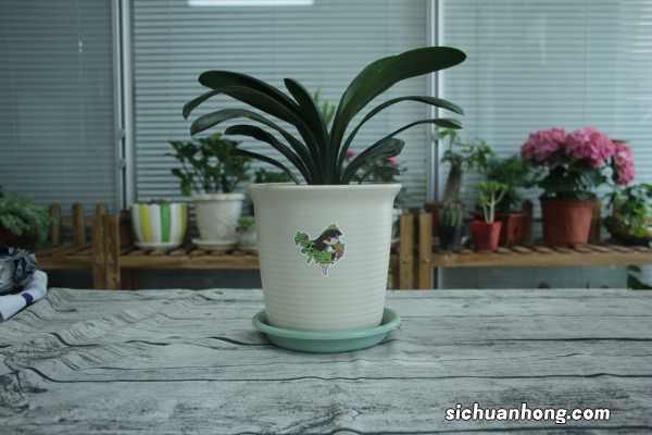 新买的君子兰怎么养