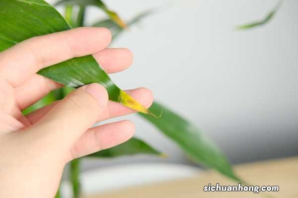 新买的富贵竹怎么养