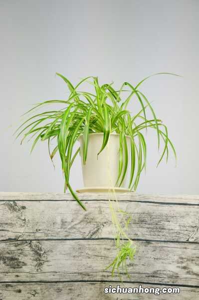 吊兰开花预示着什么