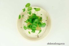 铜钱草一根怎样水培