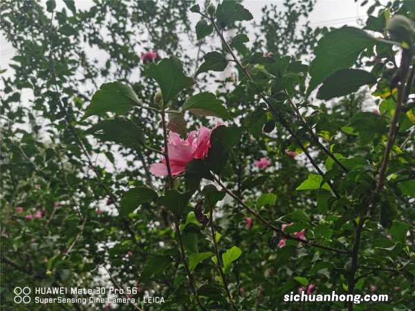 木槿象征什么意思