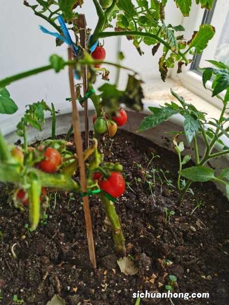 买回家的“西红柿”真难吃！妈妈教了我“3招”，太实用了