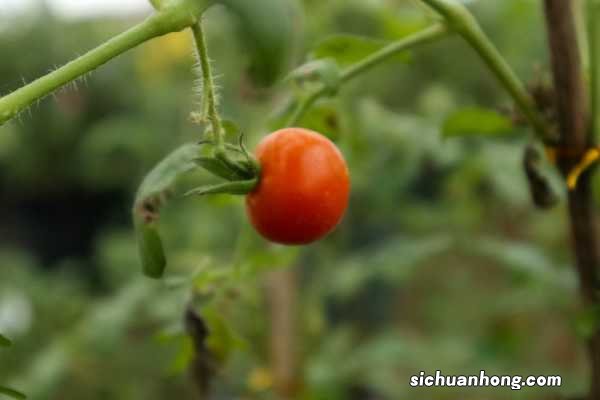 买回家的“西红柿”真难吃！妈妈教了我“3招”，太实用了