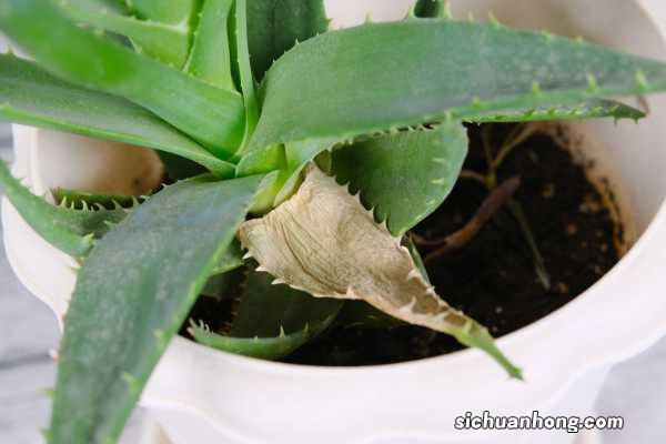 “芦荟”叶子到底能不能擦脸？你想问的，答案都在这里了