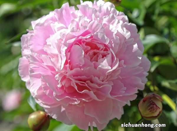 芍药扦插多长时间开花，芍药花可以扦插繁殖吗