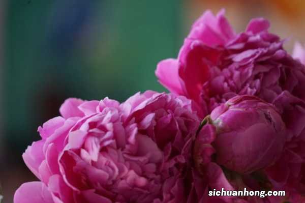 芍药什么季节开花，芍药能四季开花吗