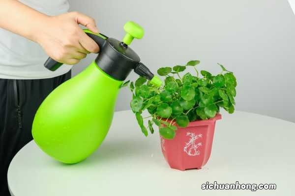 铜钱草什么时候种最好,铜钱草咋种