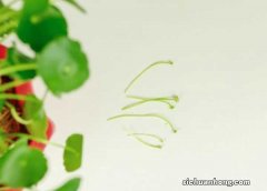 铜钱草如何分盆，铜钱草什么季节分盆好