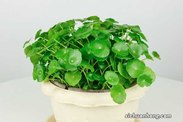 铜钱草冬天怎么过冬，水培铜钱草冬天会死吗