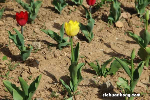 郁金香黄叶怎么办,郁金香叶子发黄怎么办