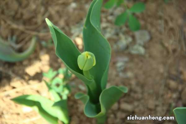 郁金香怎么修剪,郁金香要剪枝吗