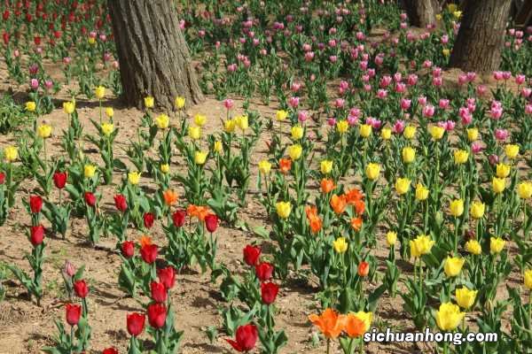 郁金香怎么分球，郁金香分球繁殖