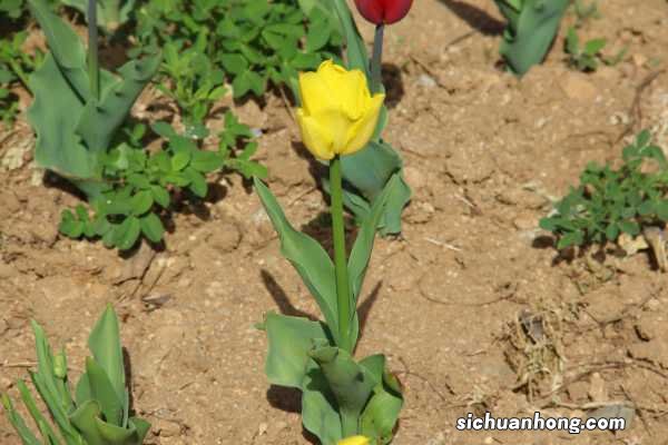 郁金香施肥用哪个肥料,郁金香什么时候施肥