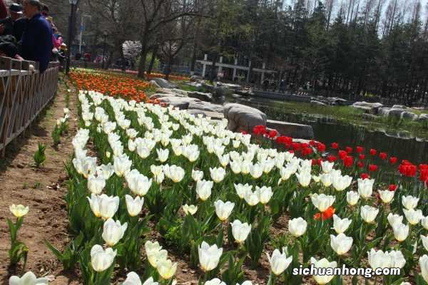 郁金香象征着什么