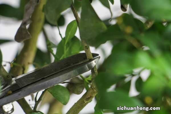 米兰压条繁殖方法,米兰花怎么压枝