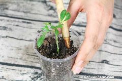 米兰扦插生根最快方法，米兰可以插水里生根吗