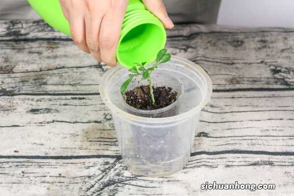 米兰怎么过冬天,米兰花过冬最低温度