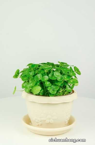 铜钱草黄叶的原因和处理办法