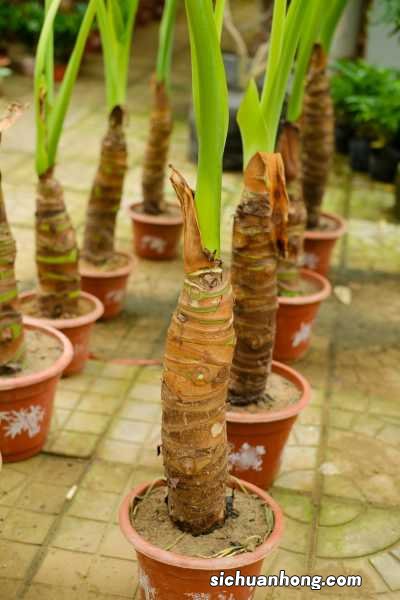 滴水观音对水分的要求