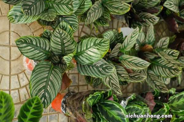 新买的双线竹芋怎么养