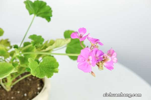 新买的天竺葵怎么养