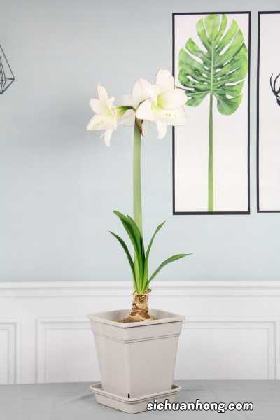 紫根兰和朱顶红的区别