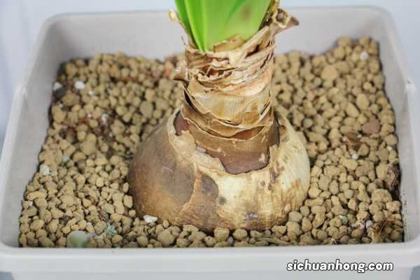 紫根兰和朱顶红的区别