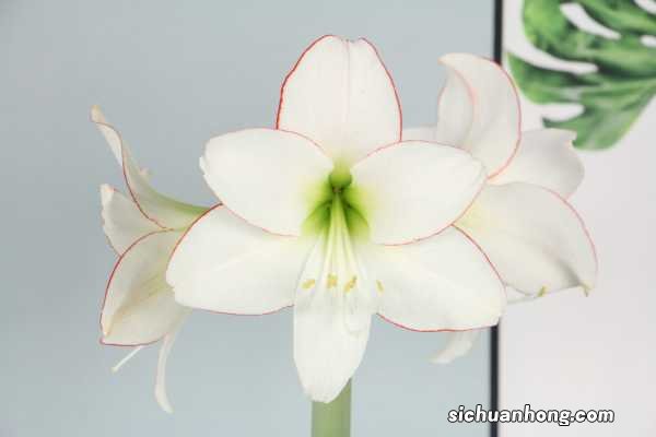 紫根兰和朱顶红的区别