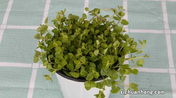 鱼香草和薄荷的区别