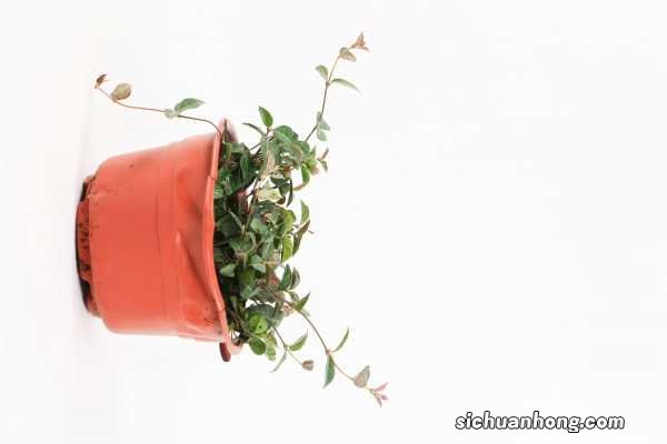 五彩络石有毒吗