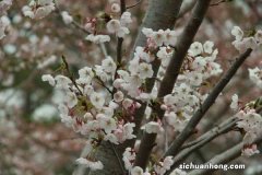 樱花代表什么含义