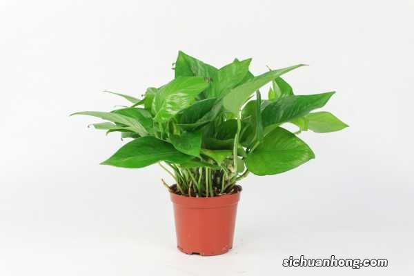 新买的绿萝怎么养