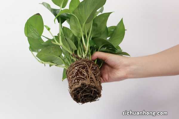 新买的绿萝怎么养