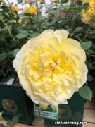 月季花的花语是什么