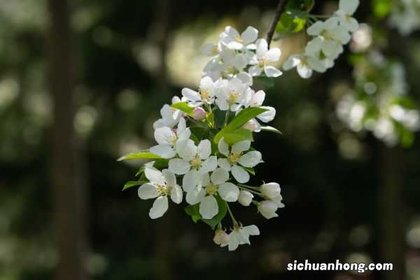 海棠花的花语是什么