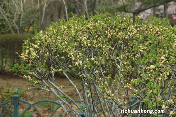 海棠花的花语是什么