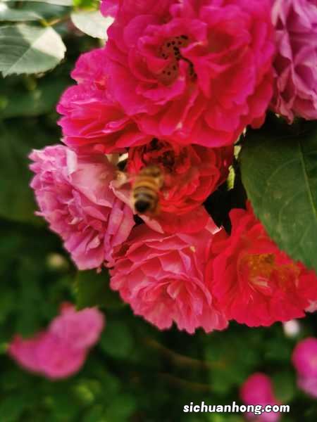 阳台如何养蔷薇花，需要注意什么