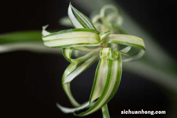 吊兰开花是什么兆头