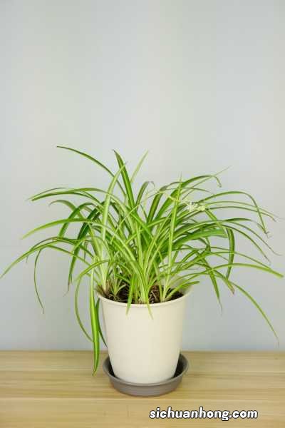 吊兰开花是什么兆头