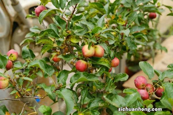 阳台如何养海棠花,需要注意什么