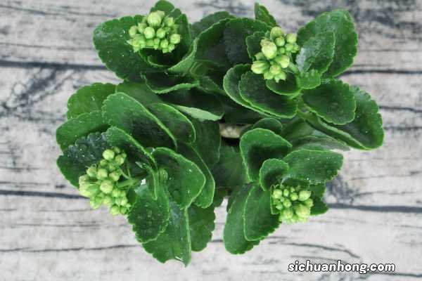 长寿花浇水的正确方法,浇水多了怎么办