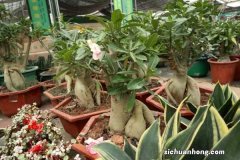 沙漠玫瑰有毒吗