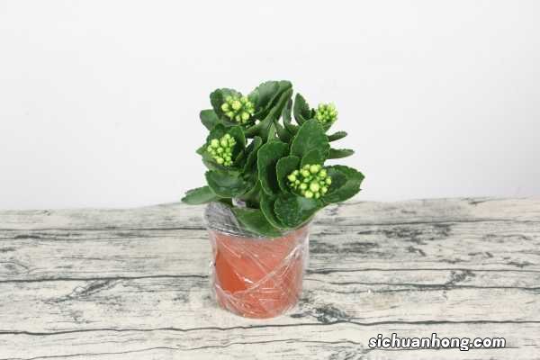 长寿花怎么养才能开花，不开花是什么原因呢