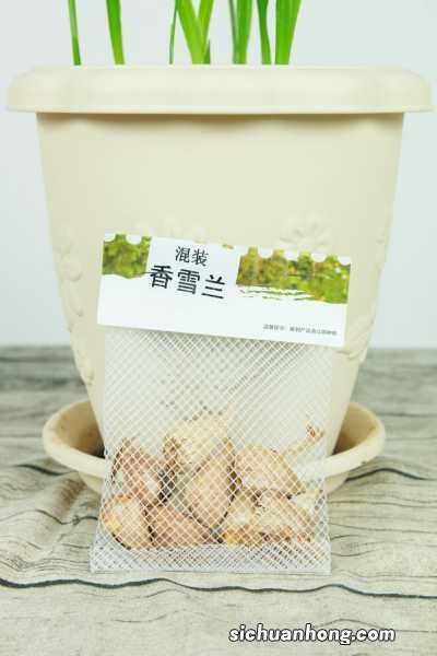 阳台如何养香雪兰，需要注意什么