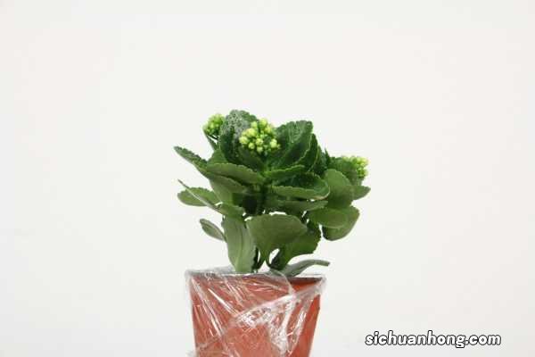 长寿花施肥方法,施肥过多的症状