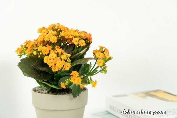 长寿花施肥方法,施肥过多的症状